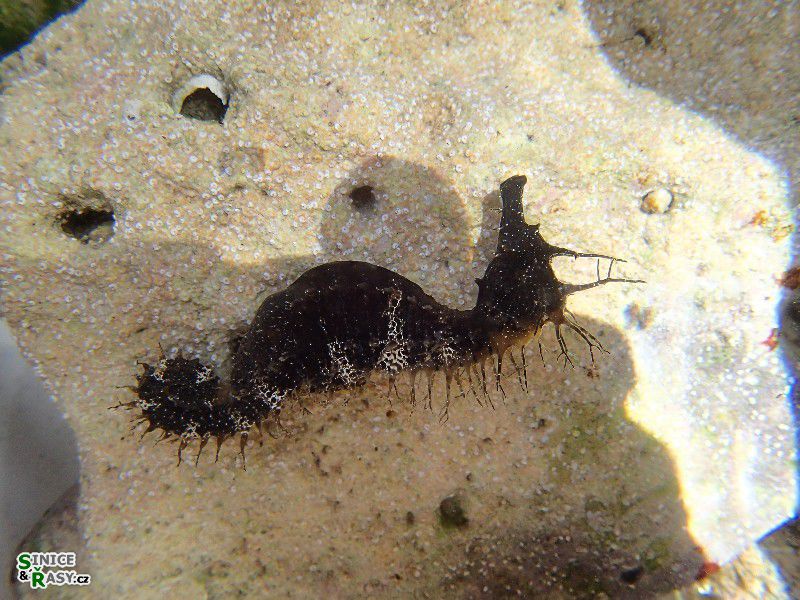 Hippocampus ramulosus