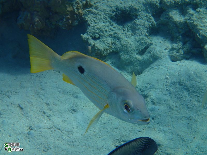 Lutjanus ehrenbergii
