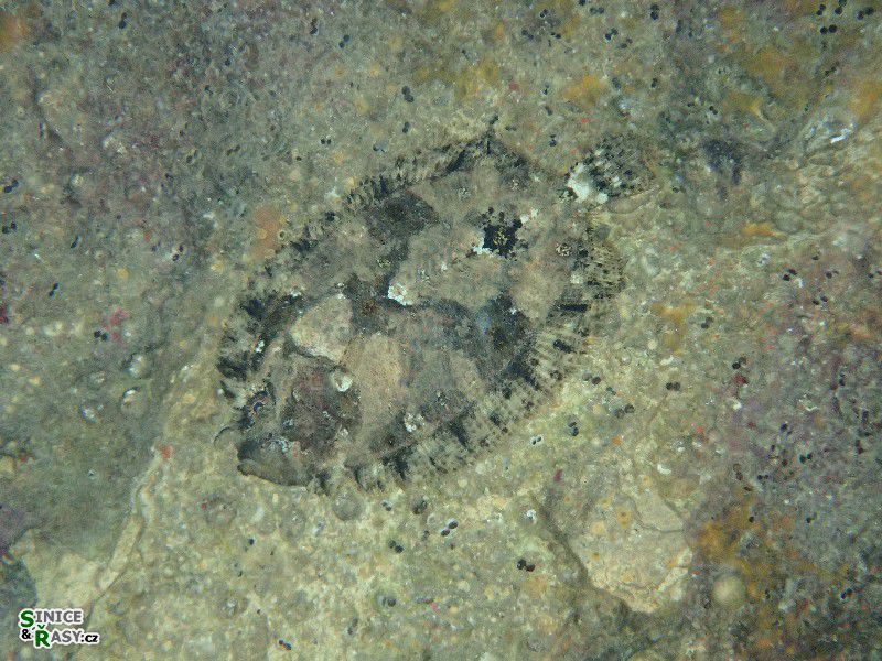 Monochirus