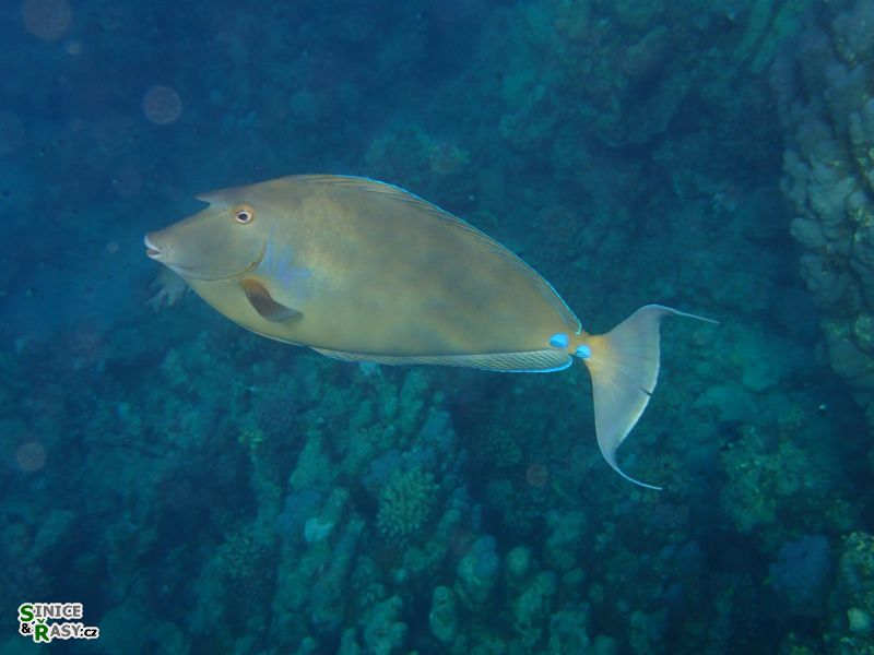 Naso unicornis