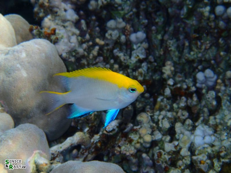 Neoglyphidodon melas 