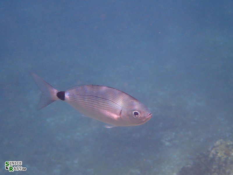 Oblada melanura