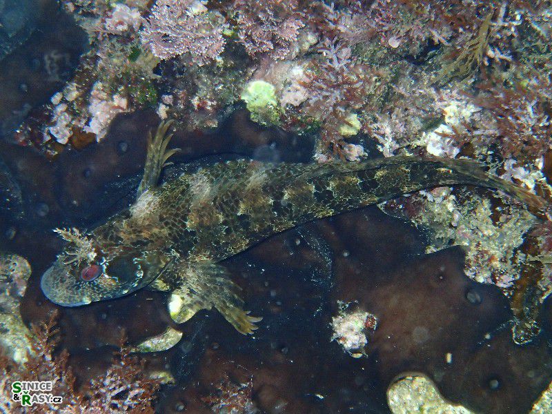 Parablenius gattorugine