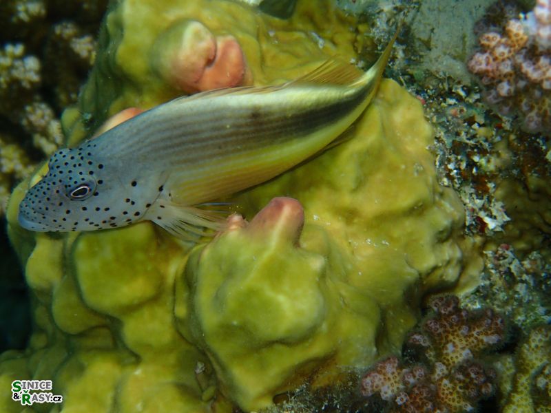 Paracyrrhites forsterii 