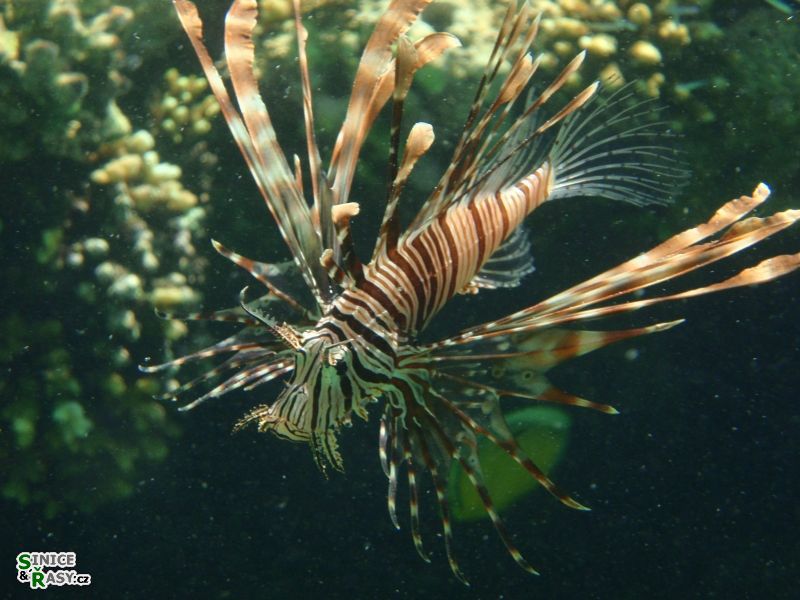 Pterois volitans L.