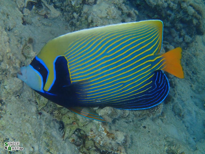 Pomacathus imperator