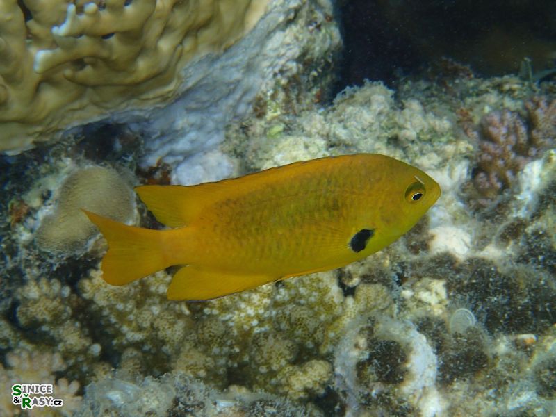 Pomacentrus sulphuratus