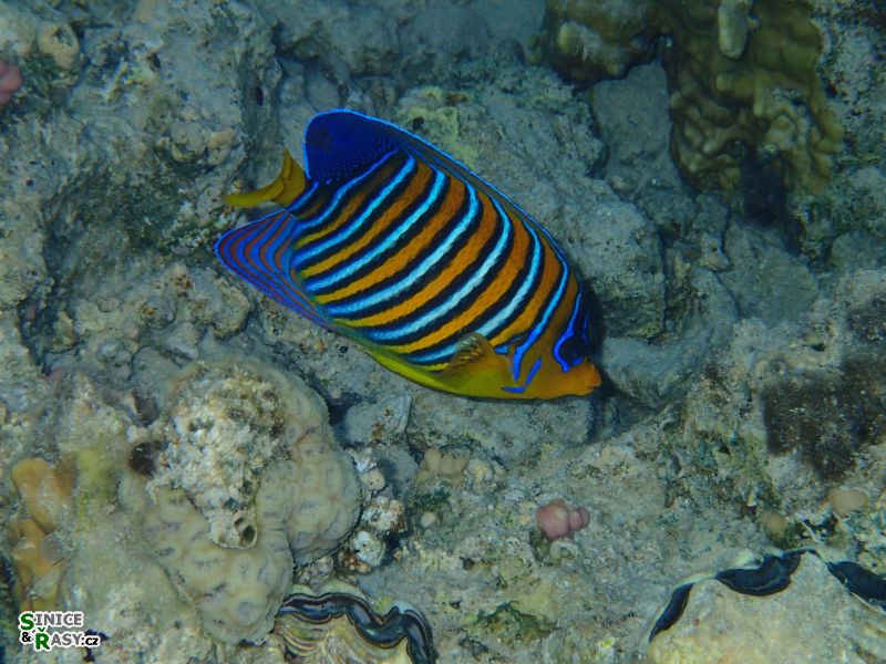 Pygoplites diacanthus