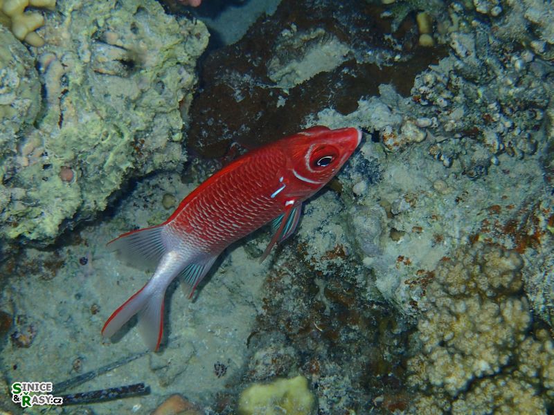 Sargocentron caudimaculatum