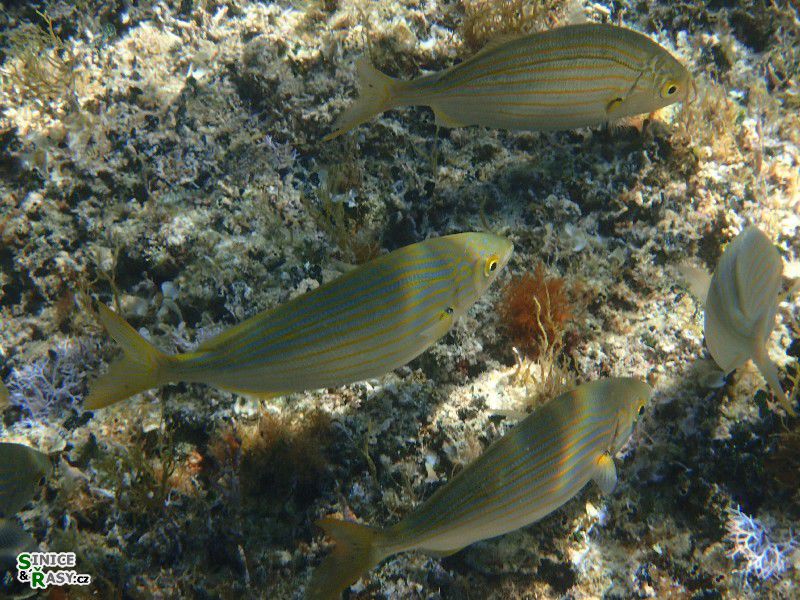 Sarpa salpa