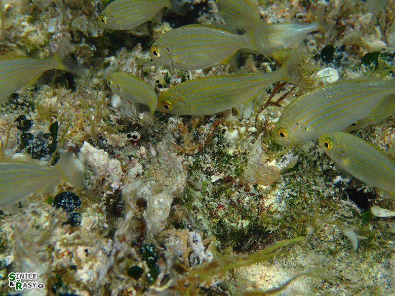 Sarpa salpa