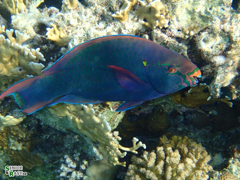 Scarus niger
