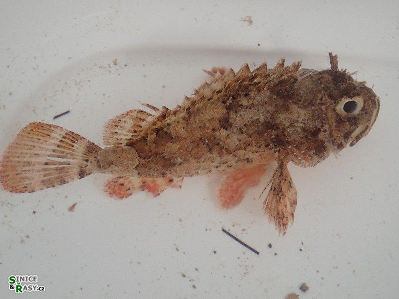 Scorpaena porcus