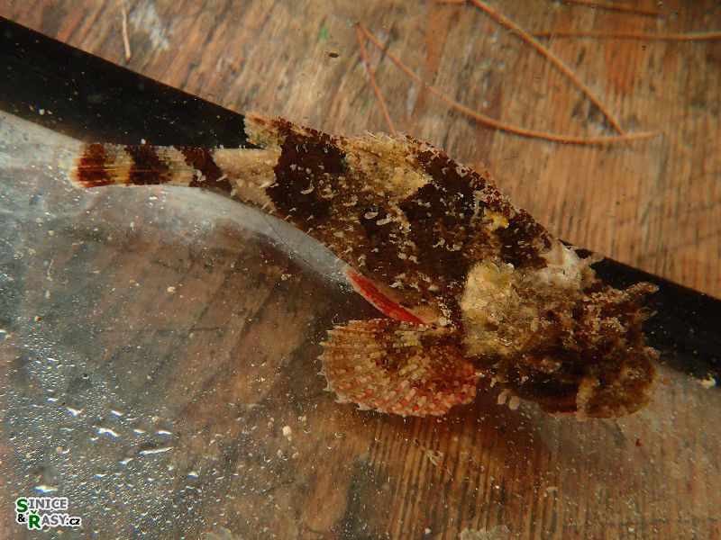 Scorpaena porcus