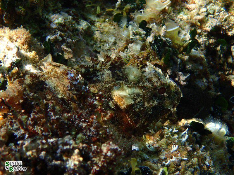 Scorpena porcus