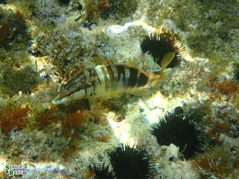 Serranus scriba