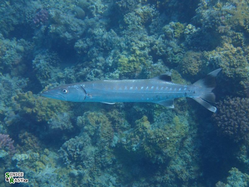 Sphyraena barracuda