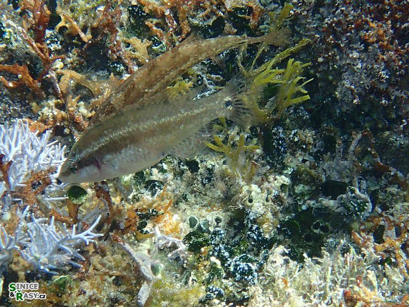 Symphodus 
