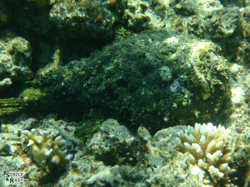 Synancenia verrucosa