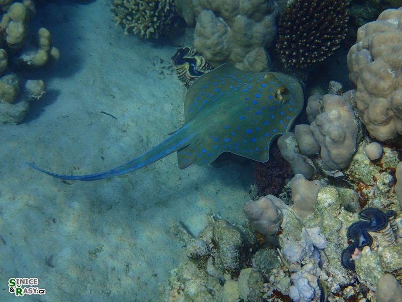 Taeniura lymma