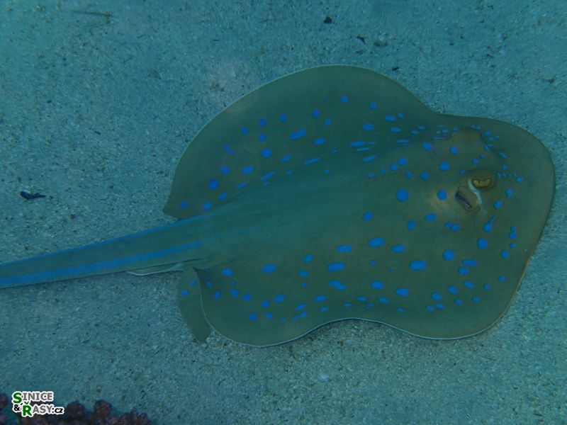 Taeniura lymma