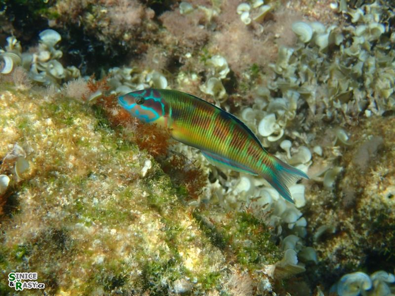 Thalassoma pavo