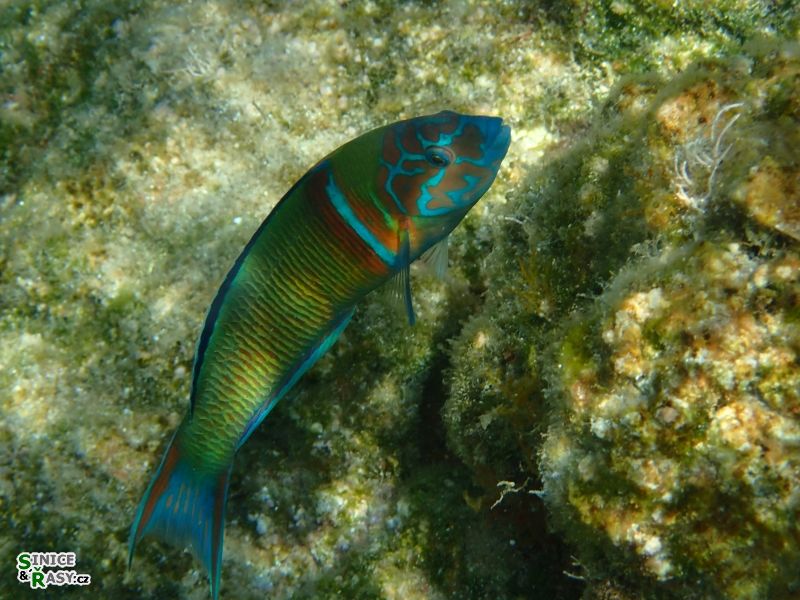 Thalassoma pavo