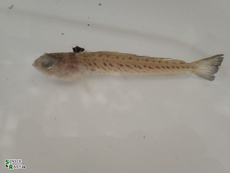 Trachinus draco