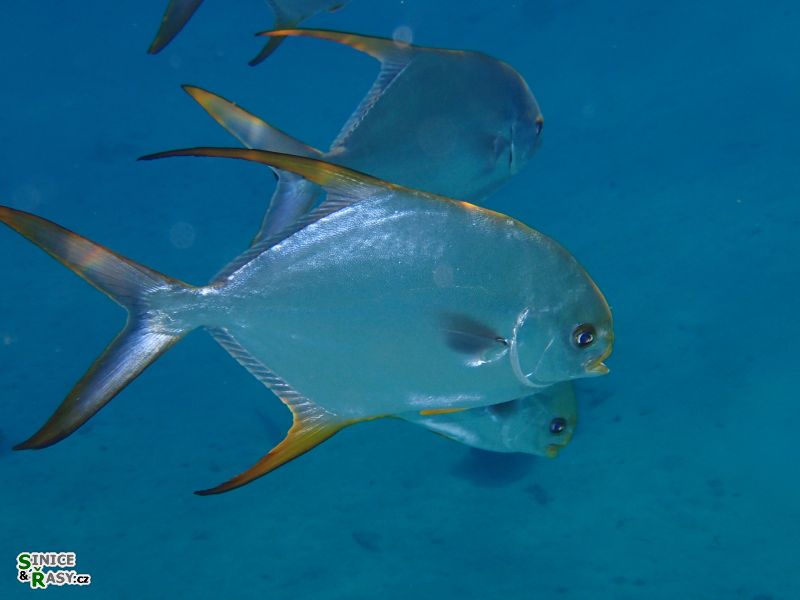 Trachynotus blochii