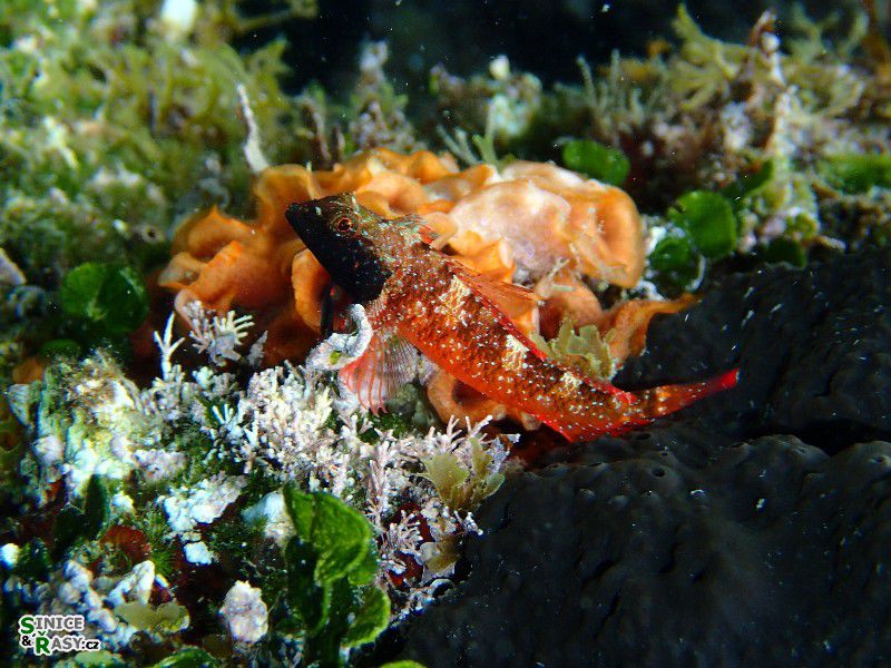 Tripterygion tripteronotus