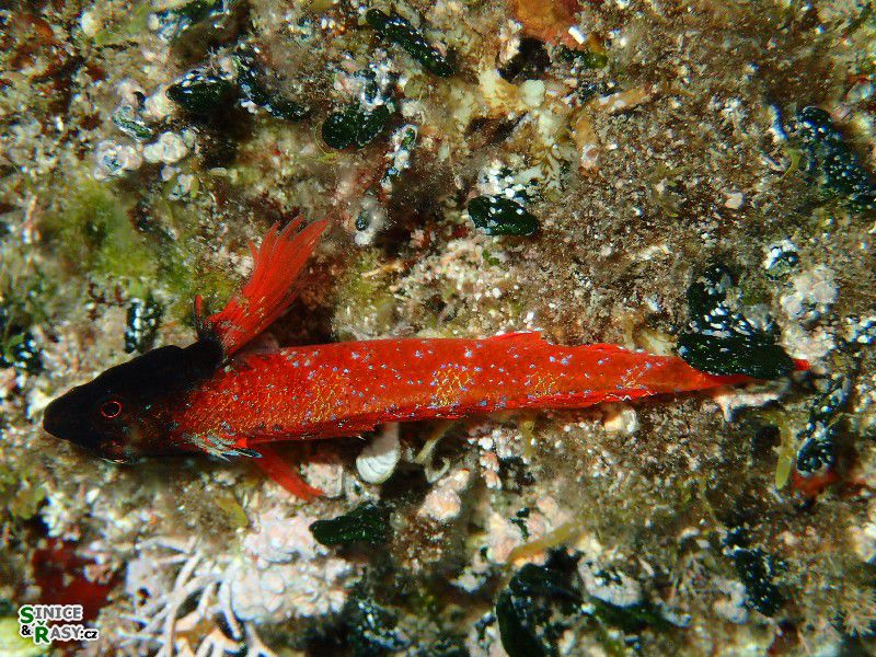 Tripterygion tripteronotus