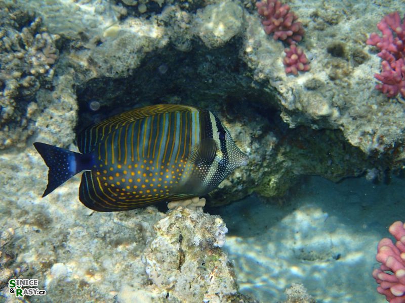 Zebrasoma desjardinii
