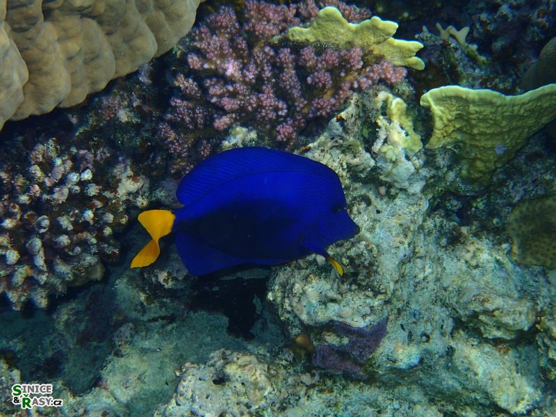Zebrasoma xanthurum