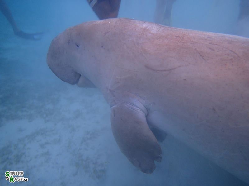 dugong_dugong_3_marsa_shagra_2014_jhk