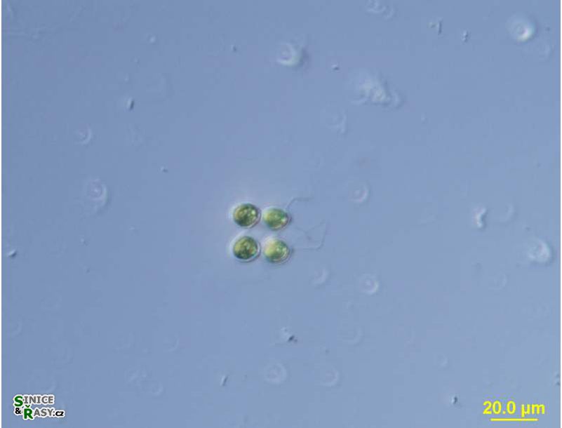 Tetrabaena socialis