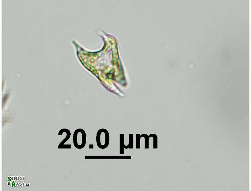 Chlorotetraedron incus