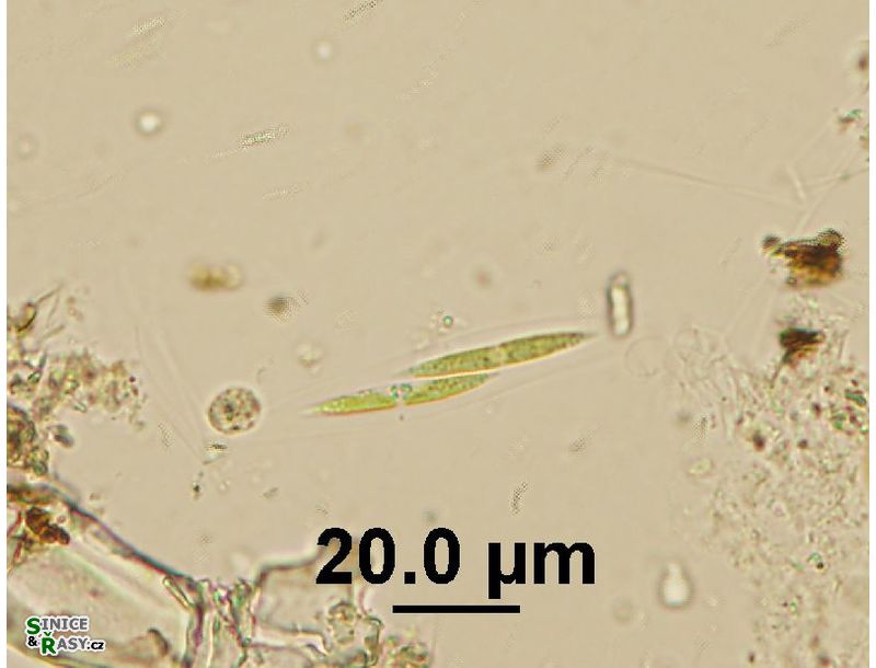 Fusola cf. viridis