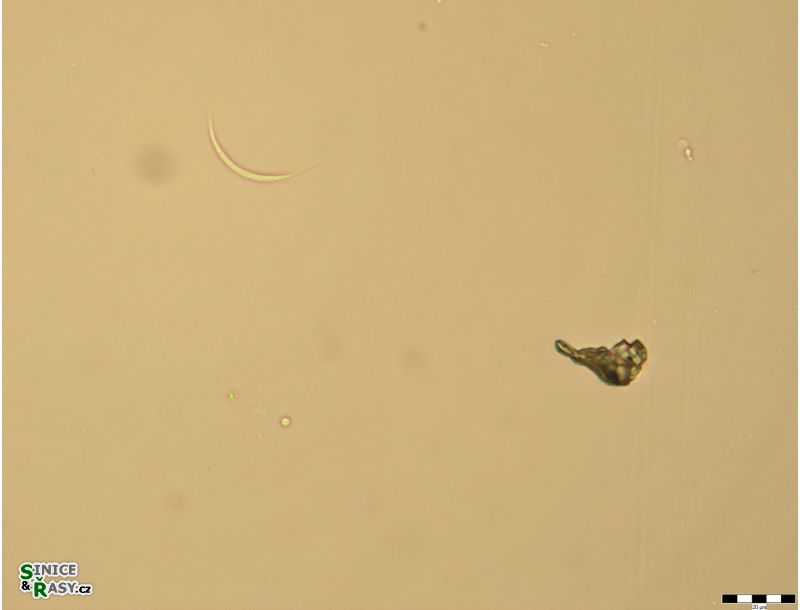 Monoraphidium arcuatum