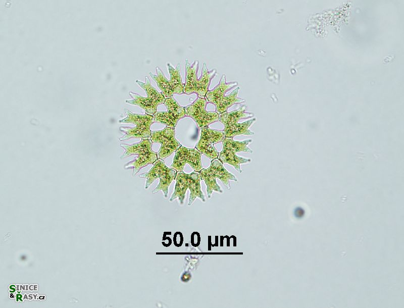 Parapediastrum biradiatum