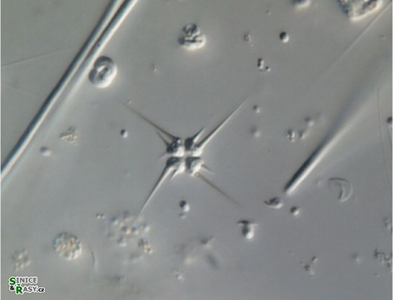 Tetrastrum heteracanthum