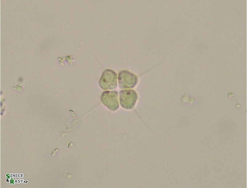 Tetrastrum heteracanthum