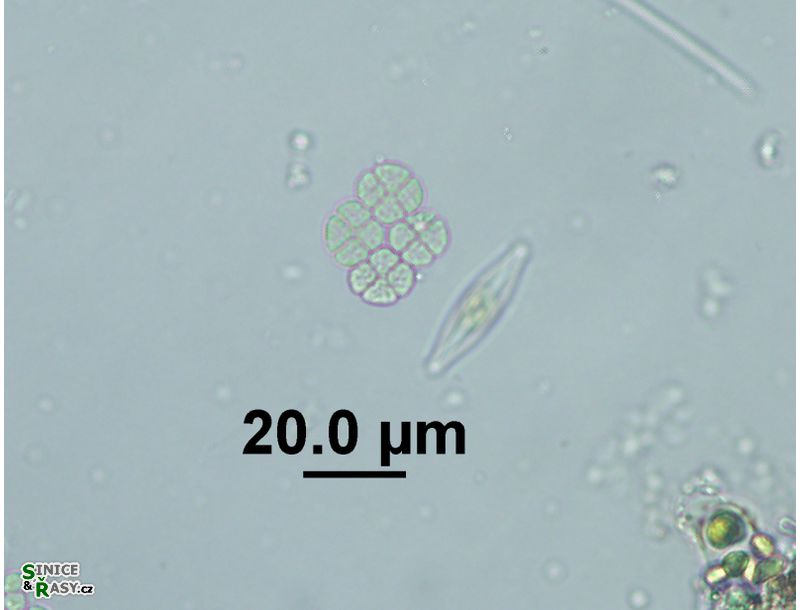 Tetrastrum triangulare