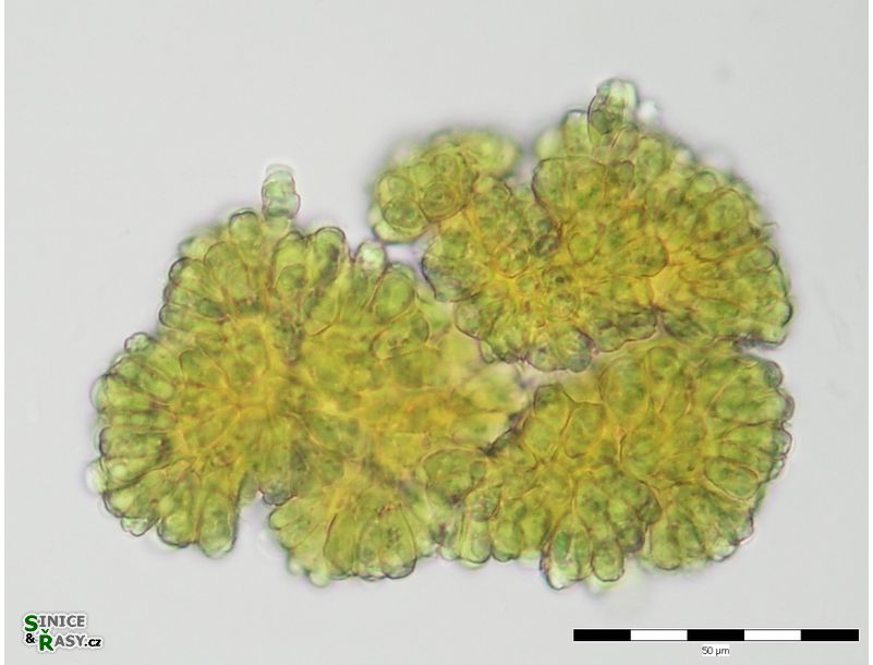 Botryococcus braunii