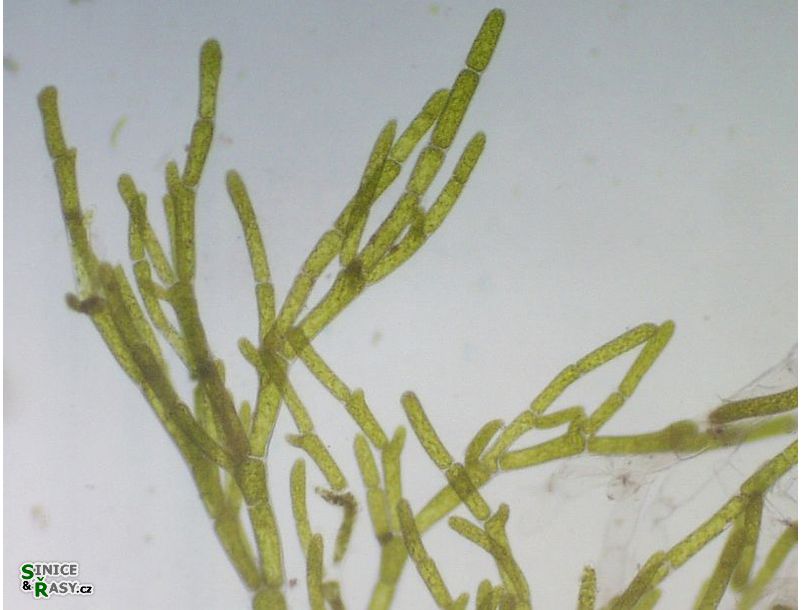 Cladophora glomerata