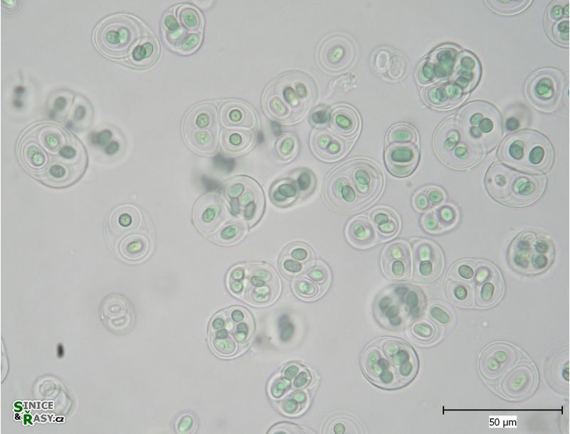 Gloeothece tepidariorum