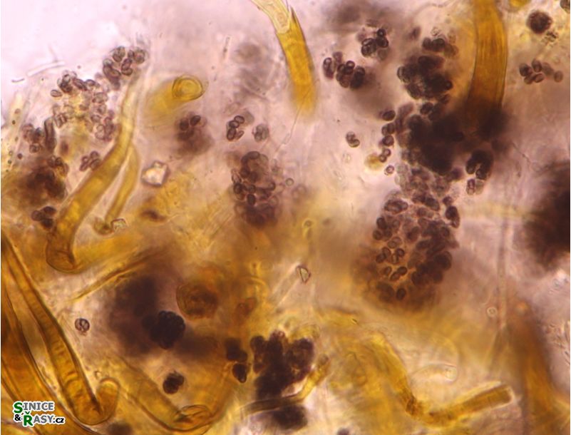Aphanothece atrocrustacea
