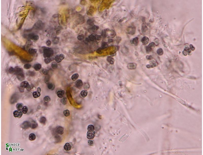 Aphanothece atrocrustacea