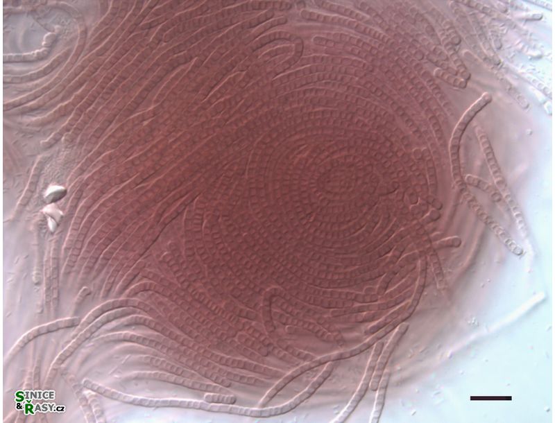 Leptolyngbya