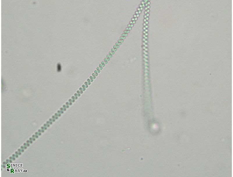 Spirulina major