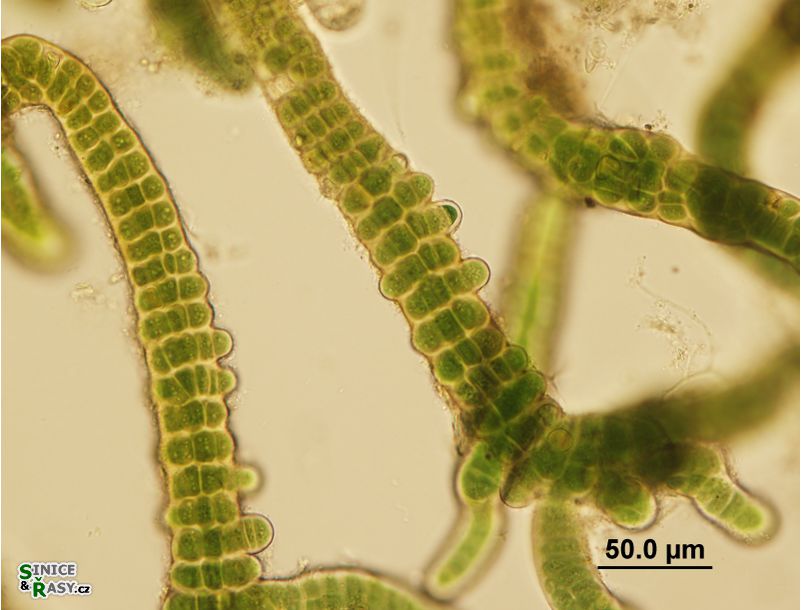 Stigonema mamillosum